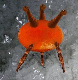 Ice-ant