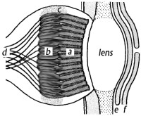 Eye diagram